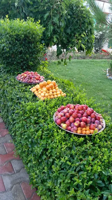 Fruit grown in the school grounds