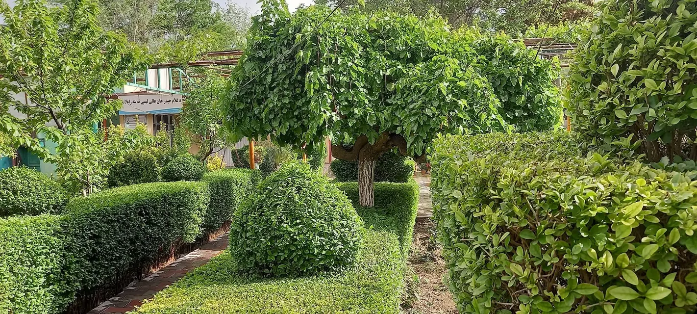 A garden in the school grounds