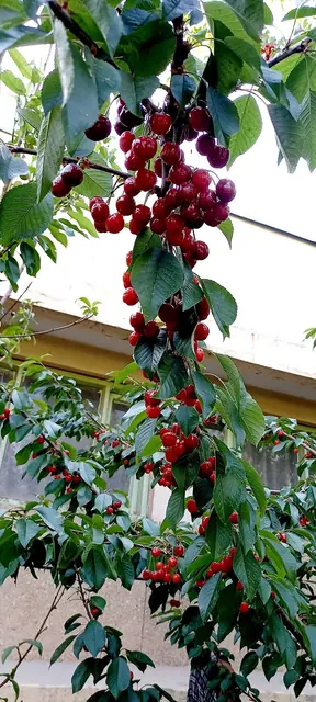 Fruit grown in the school grounds