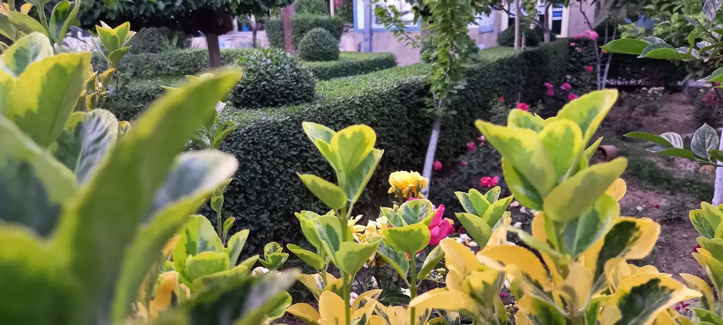A garden in the school grounds