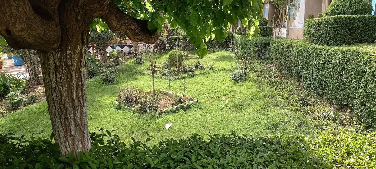 A garden in the school grounds
