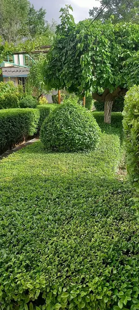 A garden in the school grounds