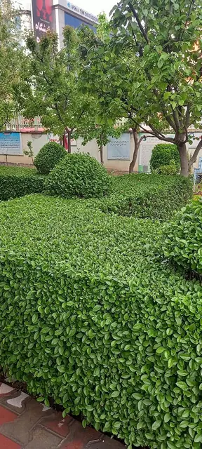 A garden in the school grounds